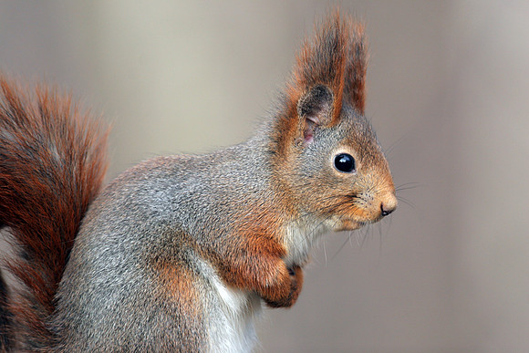 Eurasian Red Squirrel (Sciurus vulgaris)