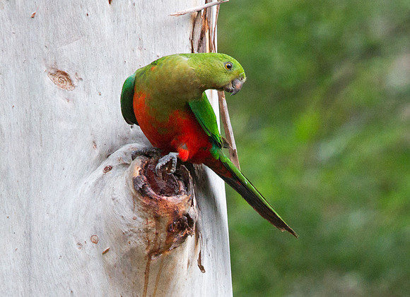 Australian king parrot (Alisterus scapularis) Female