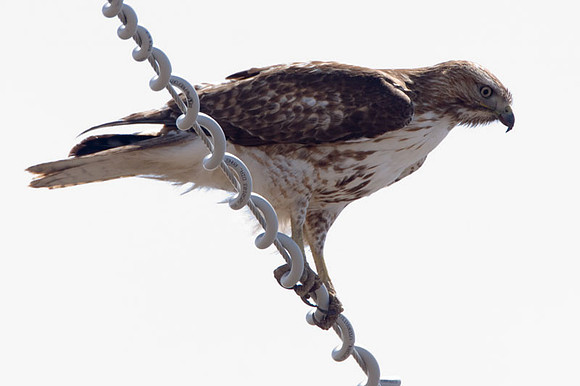 Red-tailed Hawk (Buteo jamaicensis)