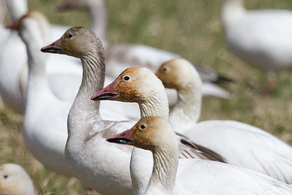 Snow Goose (Chen caerulescens) also known as Blue Goose