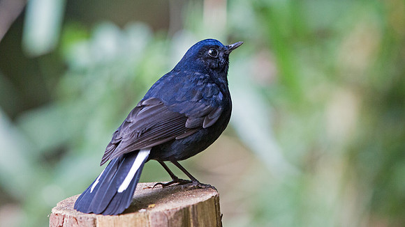 White-tailed robin (Cinclidium leucurum) Male