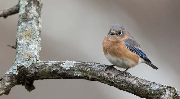 Eastern bluebird (Sialia sialis) Female