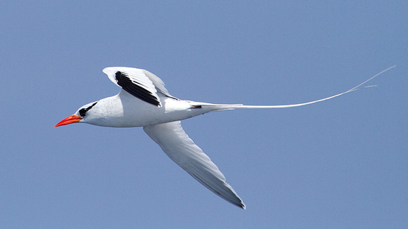 Red-billed Tropicbird (Phaethon aethereus)