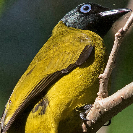 Black-headed bulbul (Pycnonotus atriceps)