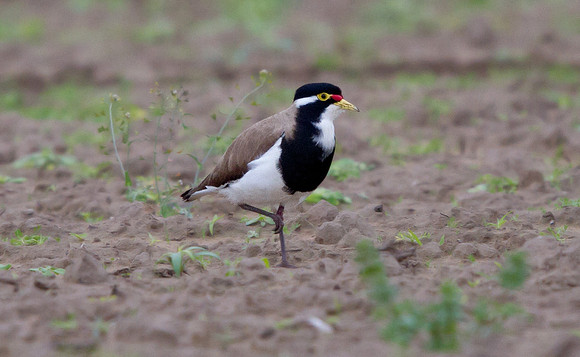 Banded Lapwing (Vanellus tricolor)