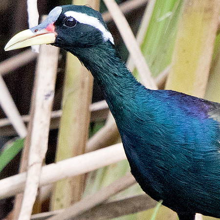 Bronze-winged jacana (Metopidius indicus)