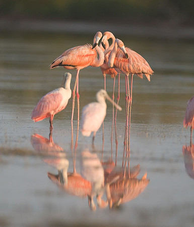 Roseate Spoonbill (Platalea ajaja) and American Flamingo (Phoenicopterus ruber)