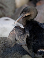 Flightless Cormorant (Phalacrocorax harrisi) Endemic