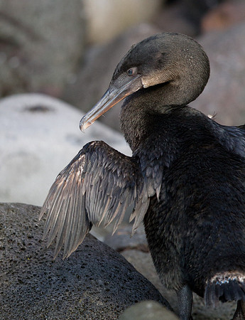 Flightless Cormorant (Phalacrocorax harrisi) Endemic