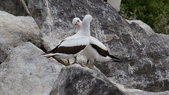 Nazca Booby (Sula granti)