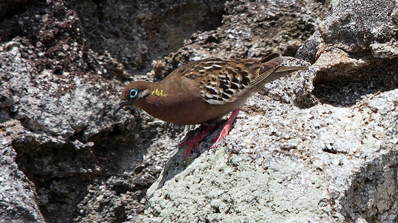 Galápagos Dove (Zenaida galapagoensis) Endemic