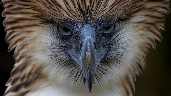 Philippine eagle (Pithecophaga jefferyi)