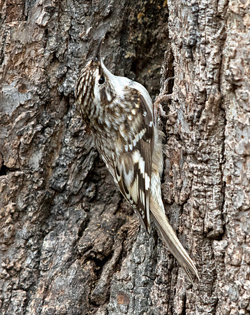 Brown creeper (Certhia americana)