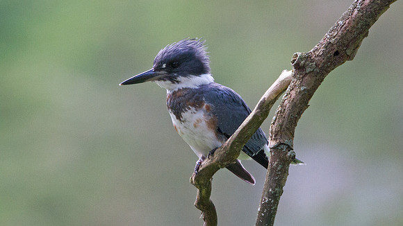 Belted kingfisher (Megaceryle alcyon)