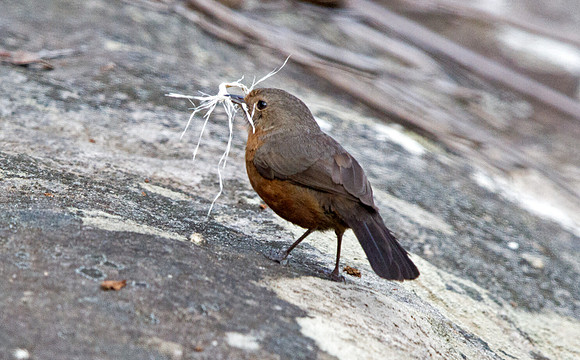 Rockwarbler (Origma solitaria)