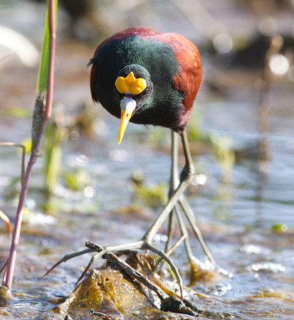 Northern Jacana (Jacana spinosa)