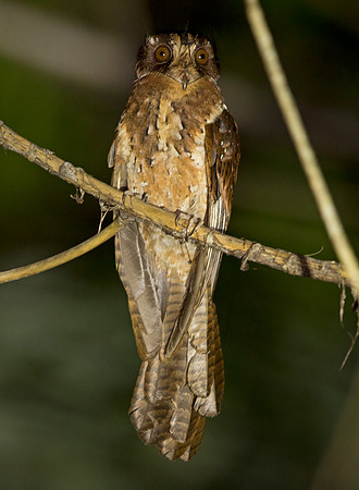 Moluccan owlet-nightjar (Aegotheles crinifrons)
