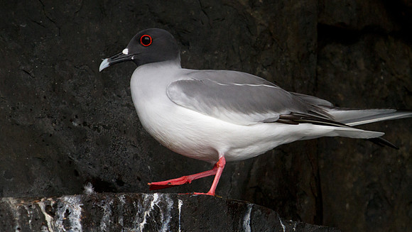 Swallow-tailed Gull (Creagrus furcatus)