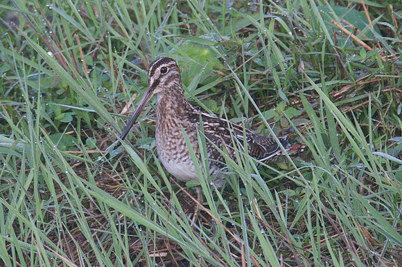 Wilson's Snipe (Gallinago delicata)