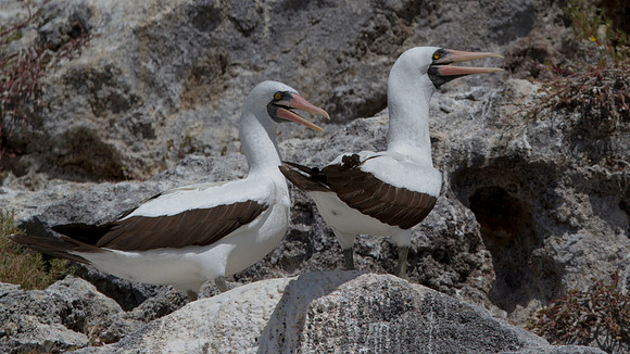 Nazca Booby (Sula granti)