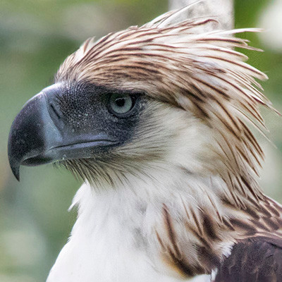 Philippine eagle (Pithecophaga jefferyi)
