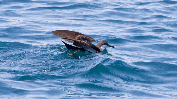 Galápagos Shearwater (Puffinus subalaris)