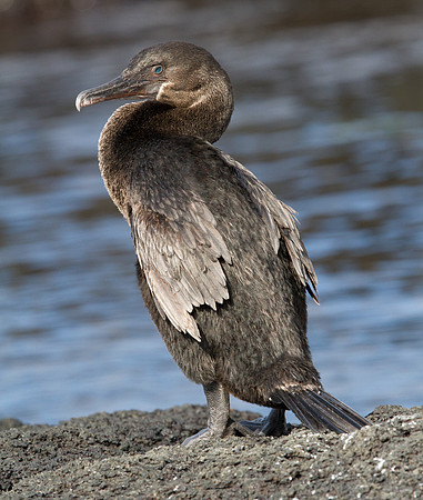 Flightless Cormorant (Phalacrocorax harrisi) Endemic