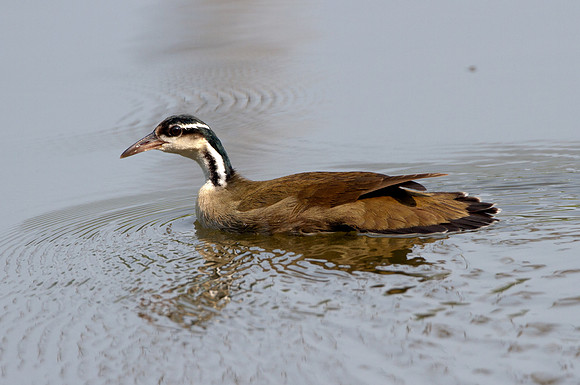 Sungrebe (Heliornis fulica)
