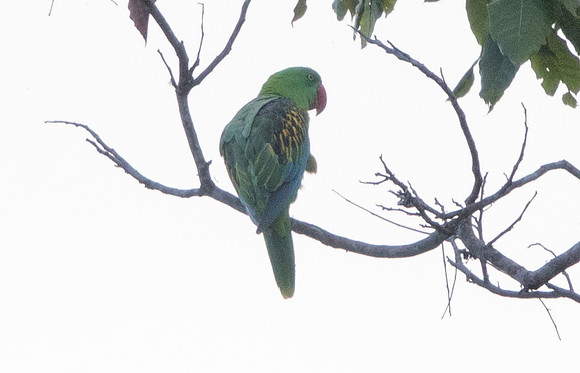 Great-billed parrot (Tanygnathus megalorynchos)