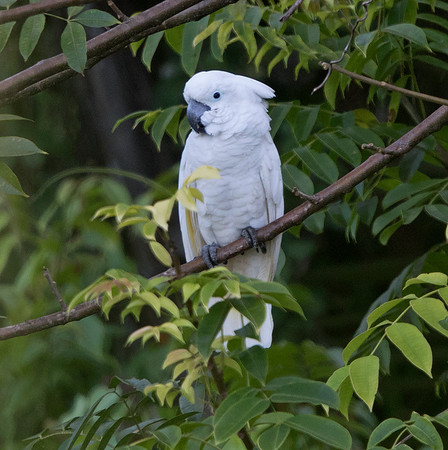 White cockatoo (Cacatua alba)