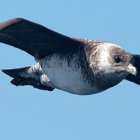 Long-tailed jaeger (Stercorarius longicaudus)