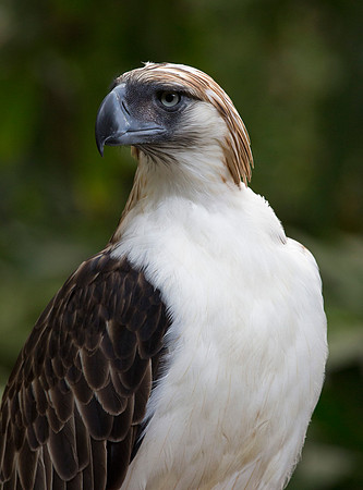 Philippine eagle (Pithecophaga jefferyi)