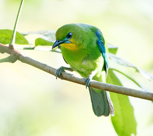 Yellow-throated leafbird (Chloropsis palawanensis)