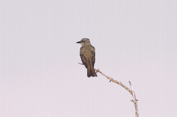 Couch's or Tropical Kingbird (distinguished by song)