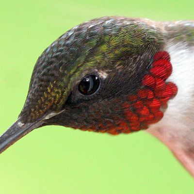 Ruby-throated Hummingbird (Archilochus colubris) male