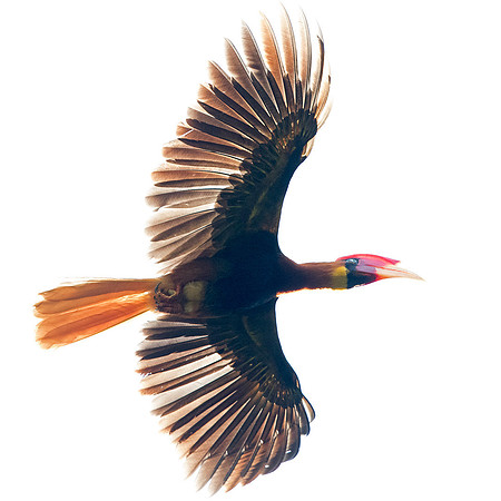 Rufous hornbill (Buceros hydrocorax) Female