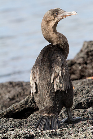 Flightless Cormorant (Phalacrocorax harrisi) Endemic
