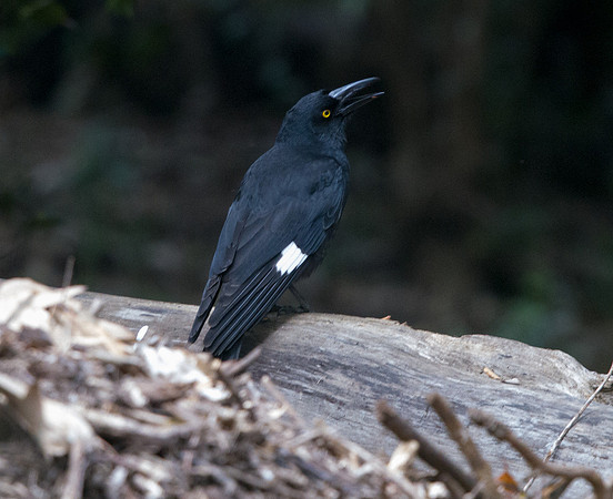 Pied currawong (Strepera graculina)