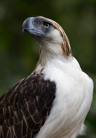 Philippine eagle (Pithecophaga jefferyi)