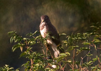 Common Buzzard (Buteo buteo)