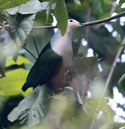 Cinnamon-bellied imperial pigeon (Ducula basilica)