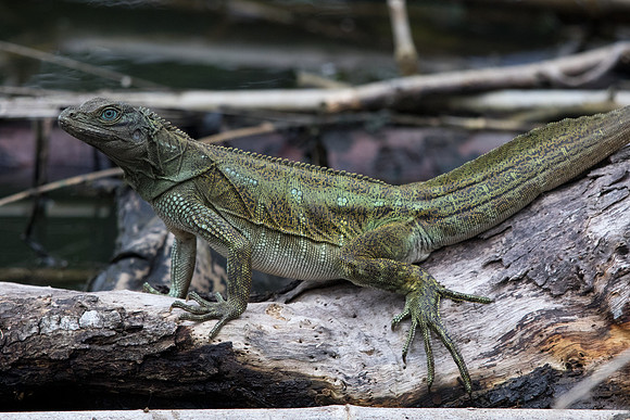 Weber's sailfin lizard (Hydrosaurus weberi)