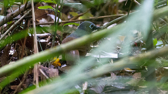 Sunda Laughingthrush (Garrulax palliatus)