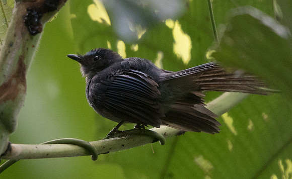 Mindanao blue fantail (Rhipidura superciliaris)