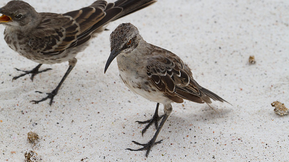 Hood Mockingbird (Mimus macdonaldi)