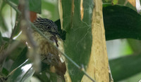 Rusty-crowned babbler (Sterrhoptilus capitalis)