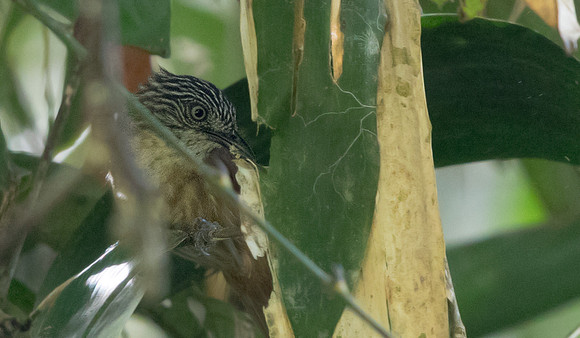 Rusty-crowned babbler (Sterrhoptilus capitalis)