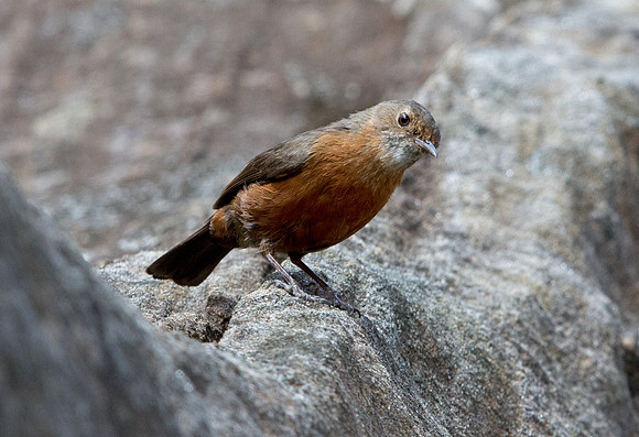 Rockwarbler (Origma solitaria)