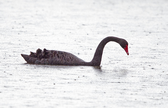 Black swan (Cygnus atratus)