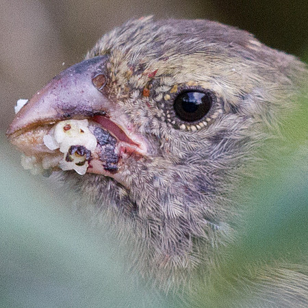 Large Tree Finch (Camarhynchus psittacula)